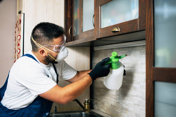 Best Termite Control Services  in Electra, TX