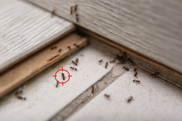 Best Affordable Pest Control Services  in Electra, TX
