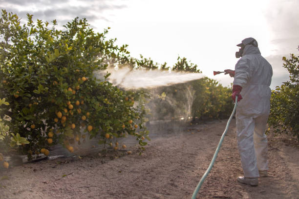 Wasp Removal Services in Electra, TX