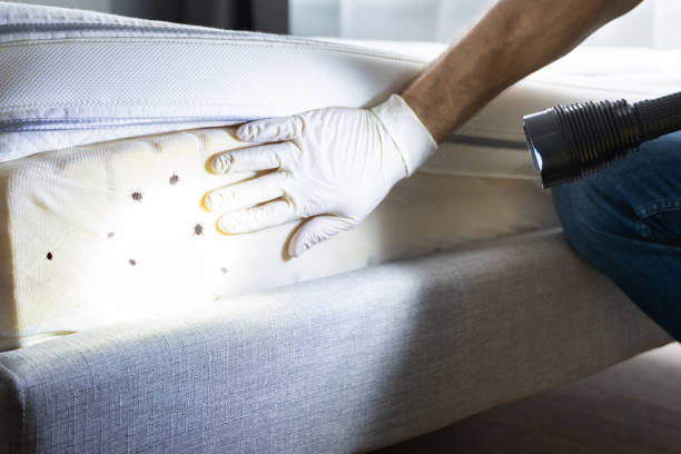 Best Pest Removal Services  in Electra, TX