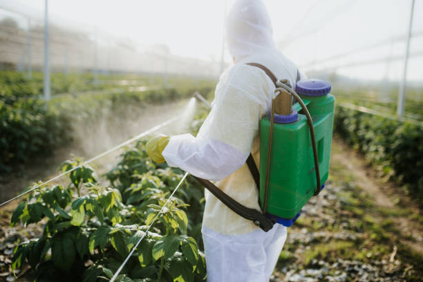 Best Wasp Removal Services  in Electra, TX